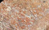 Rough Agatized Dinosaur Bone - Ounces #25529-1